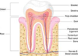 tooth anatomy